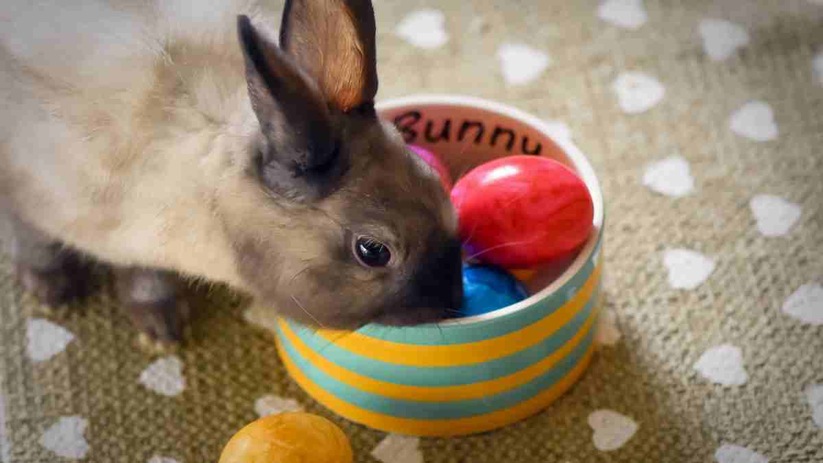 Domesticación de un conejo