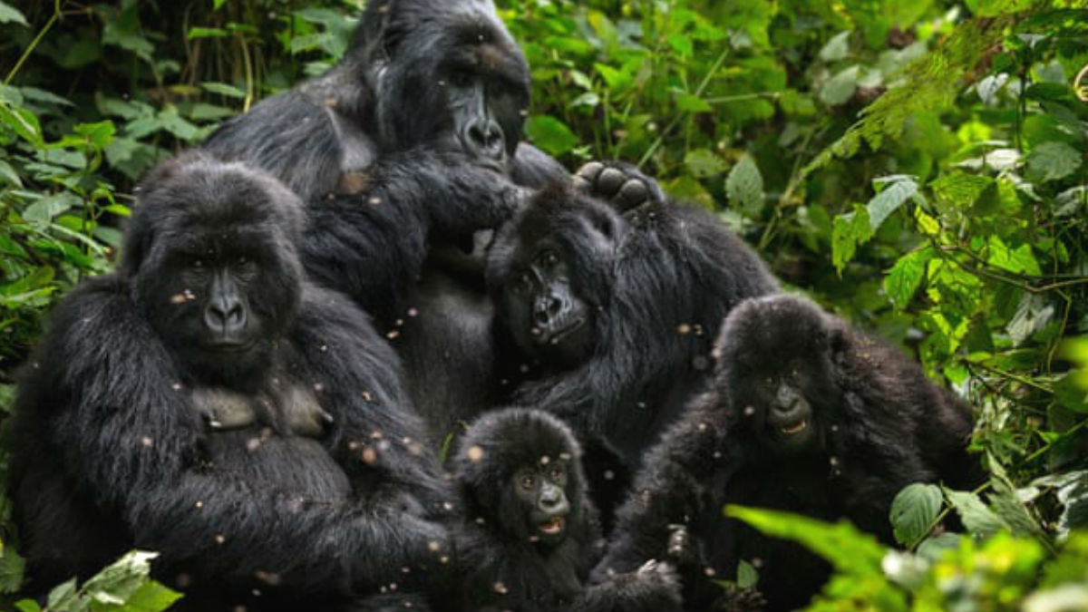 Una familia de gorilas. (Foto: Getty Images)