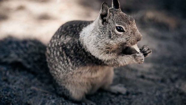 Roedores y hantavirus