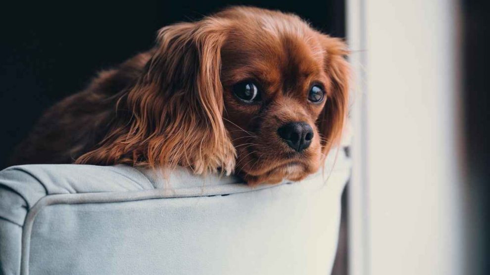 ¿Qué mascota es mejor para nuestra salud?