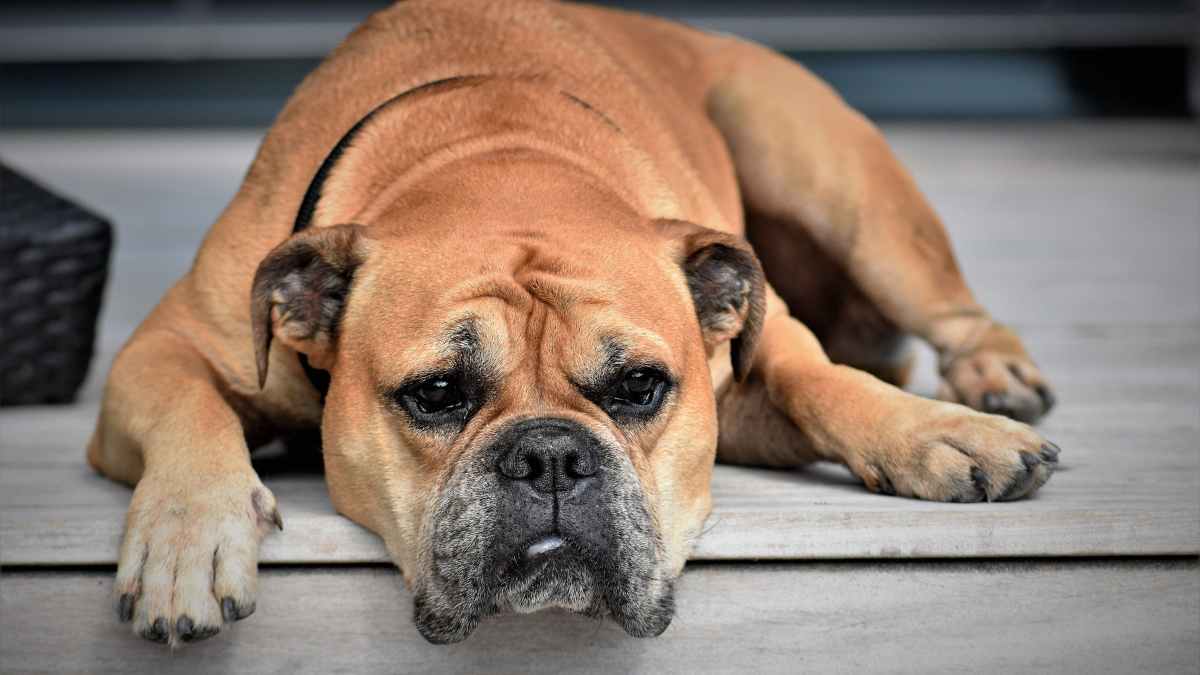 ¿Cuál es la temperatura normal de