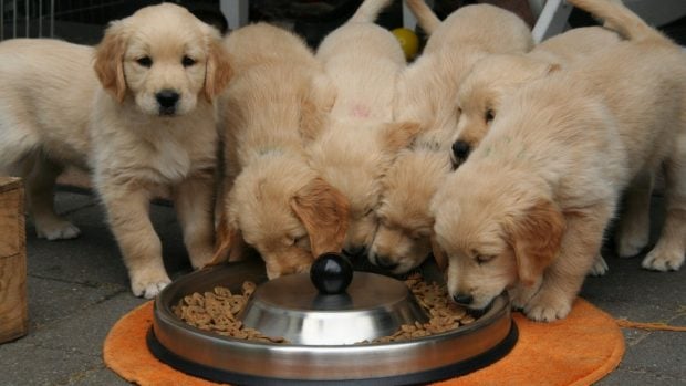 Alimentos cachorros