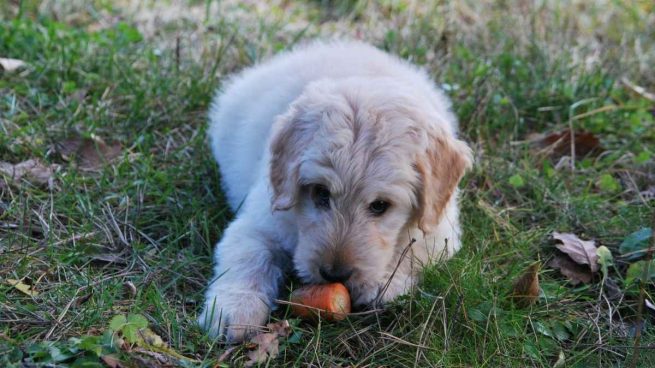 Alimentos no debe tomar tu cachorro