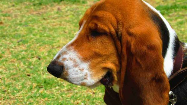 El Basset hound