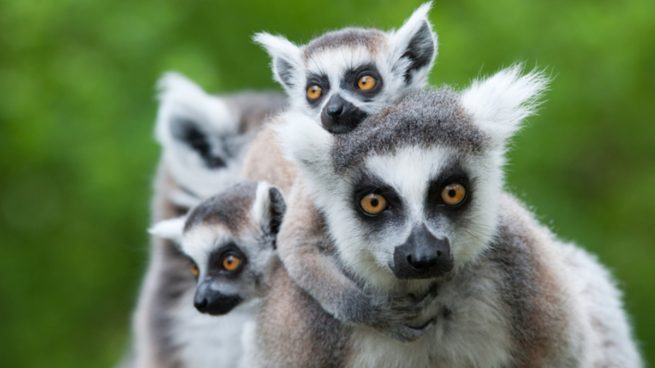 Zoo de Córdoba, un lugar para descubrir a los animale