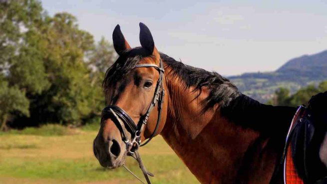 Carácter y ánimo en caballo