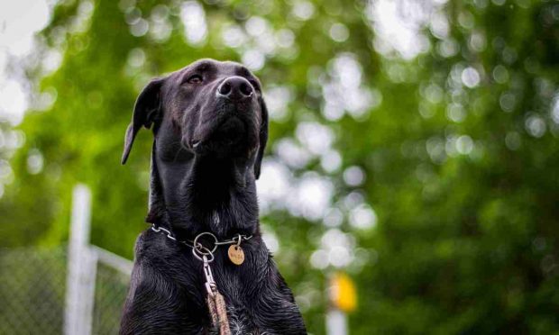Detección de enfermedades por perros