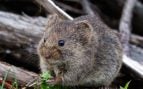 ¿Qué es el hantavirus? ¿Existe riesgo mundial?