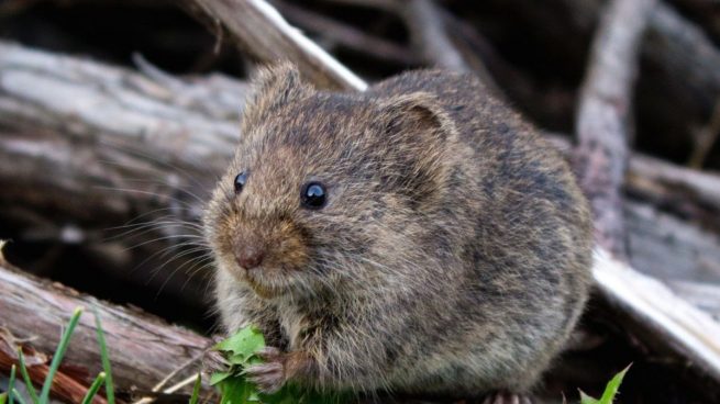 ¿Qué es el hantavirus? ¿Existe riesgo mundial?