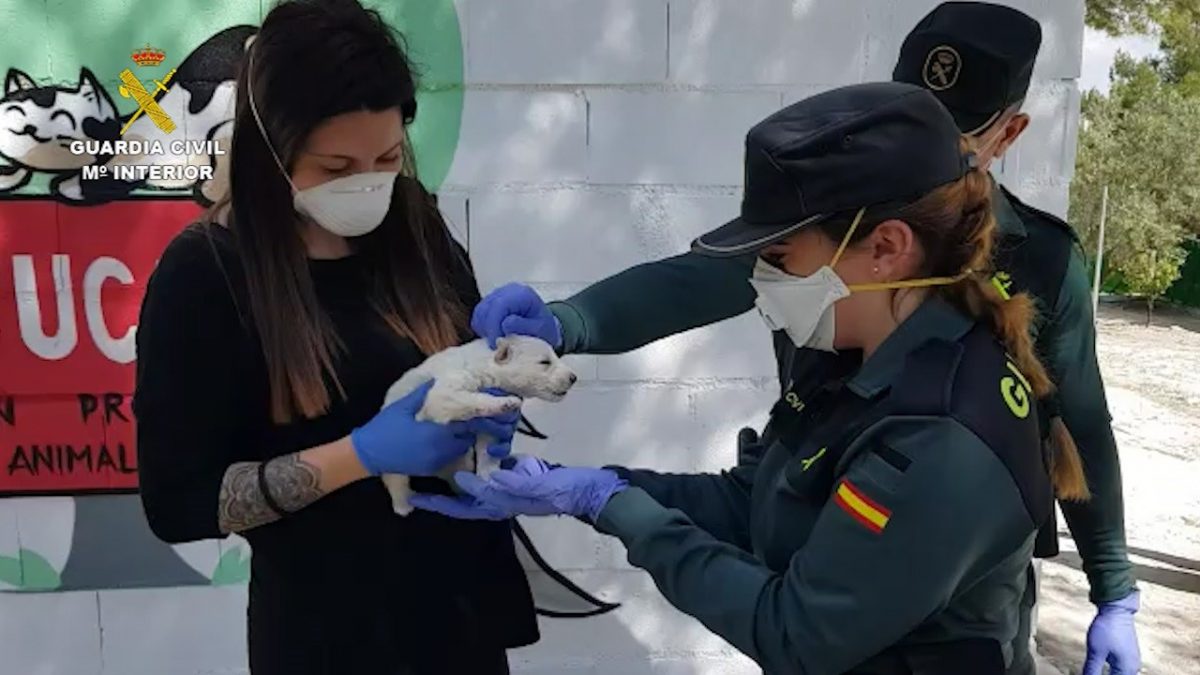 Córdoba.- Sucesos.- La Guardia Civil rescata un cachorro de perro que fue arrojado a un contenedor en Baena