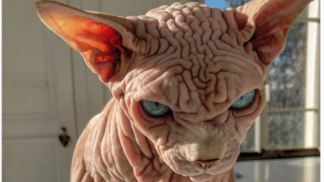 Instagram: El gato con más arrugas del mundo se convierte en viral