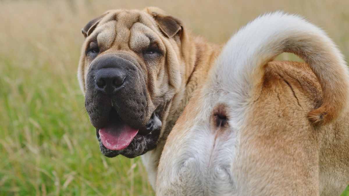 Curiosidades mascotas: glándulas paranelas