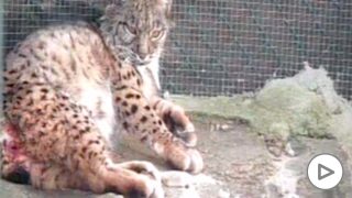 lince-ibérico