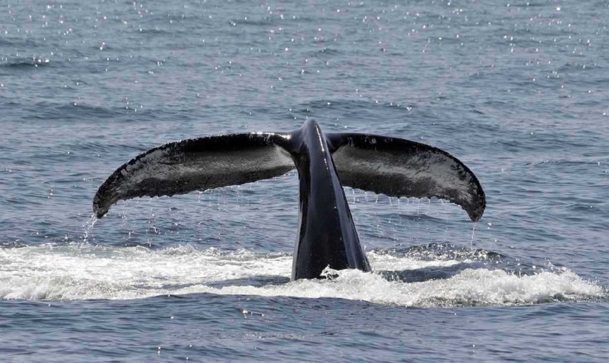 Características de la ballena jorobada