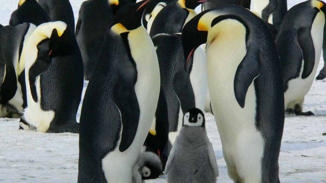 Tamaños de pingüinos