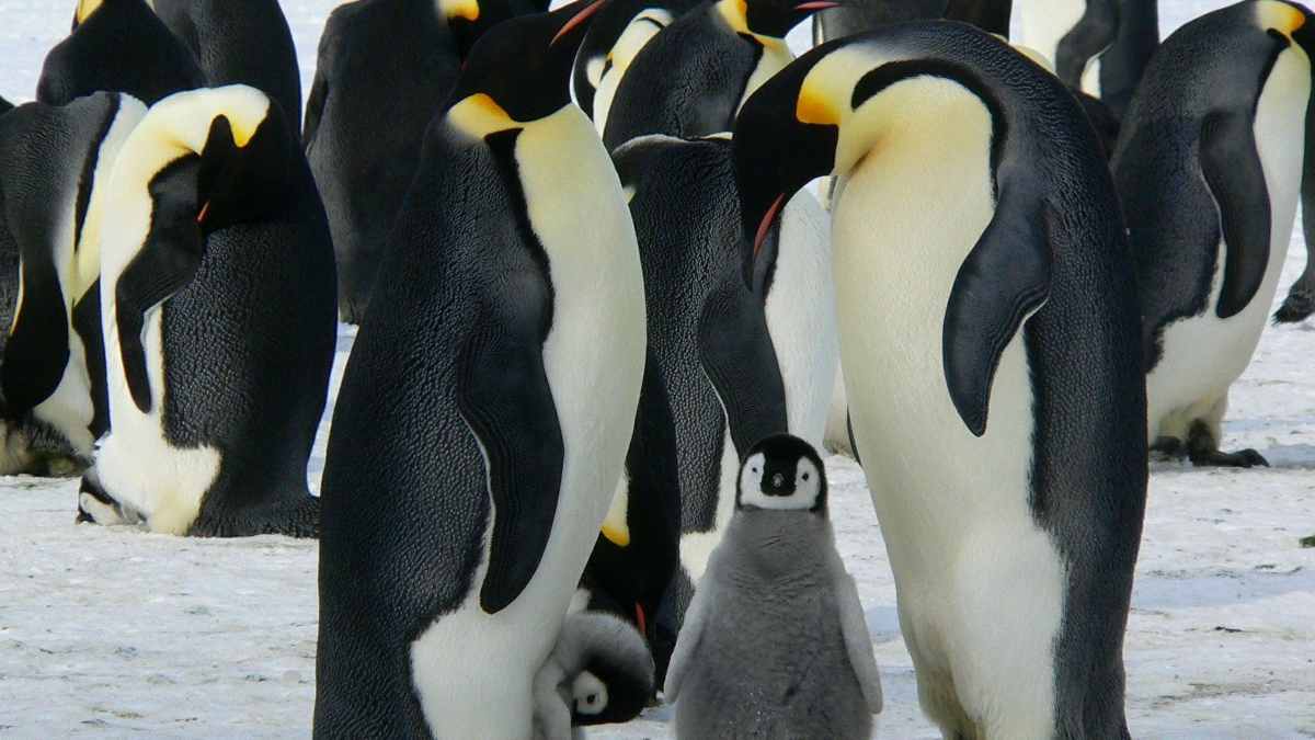 El pingüino gigante