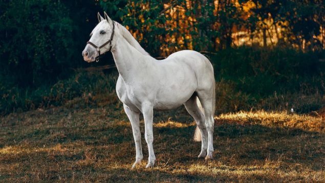 Los datos más fascinantes de los caballos