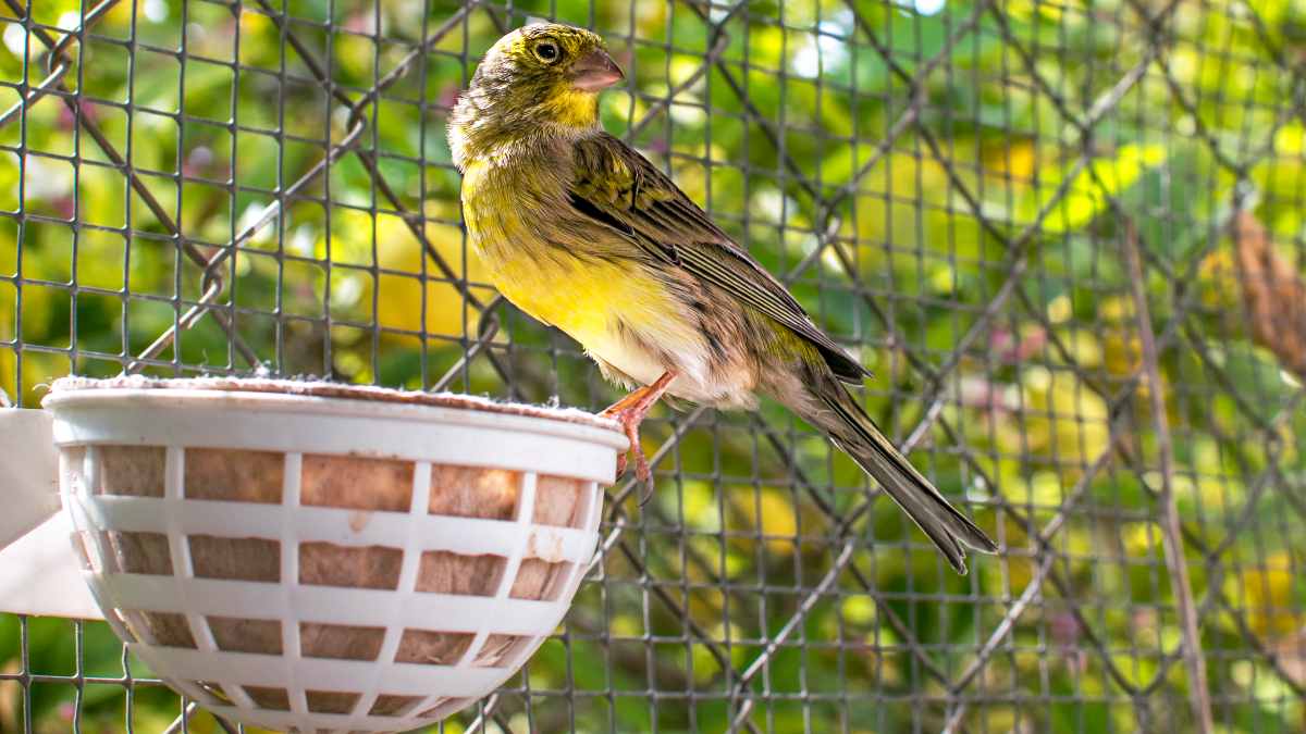 5 diferencias entre el pájaro sano y el pájaro enfermo