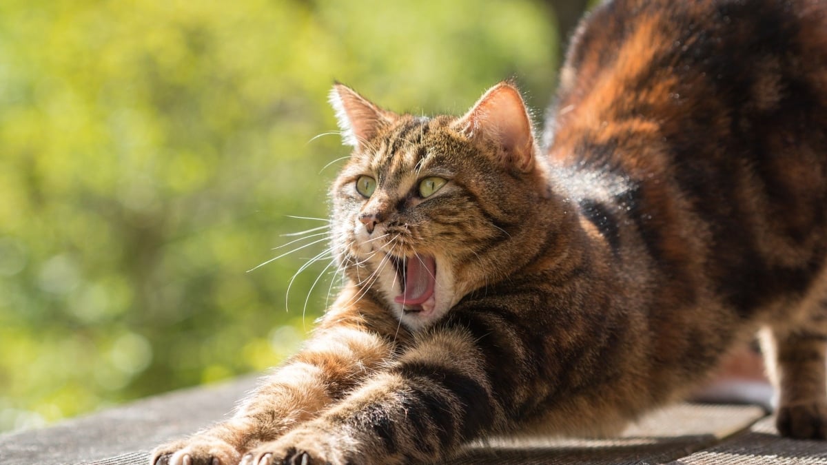 Enfermedades en gatos: artritis