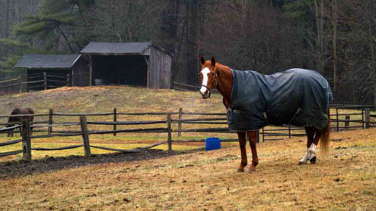 Efectos de la lluvia en tu caballo