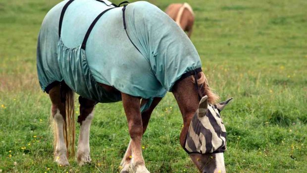 Caballos y lluvia