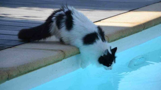 Gato y piscina