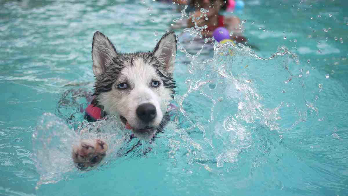 https://okdiario.com/img/2020/04/17/-como-es-la-piscina-ideal-para-tu-perro_-1.jpg