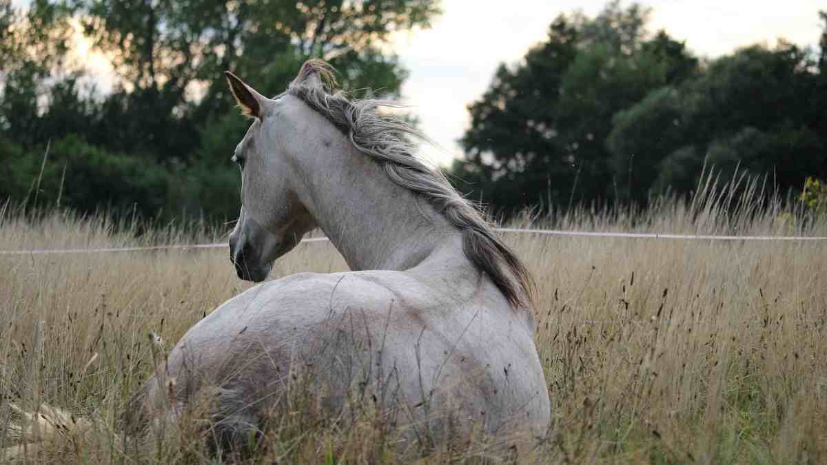 Horas de sueño de un caballo