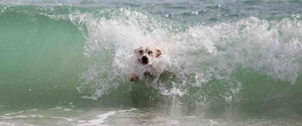 El perro en el mar