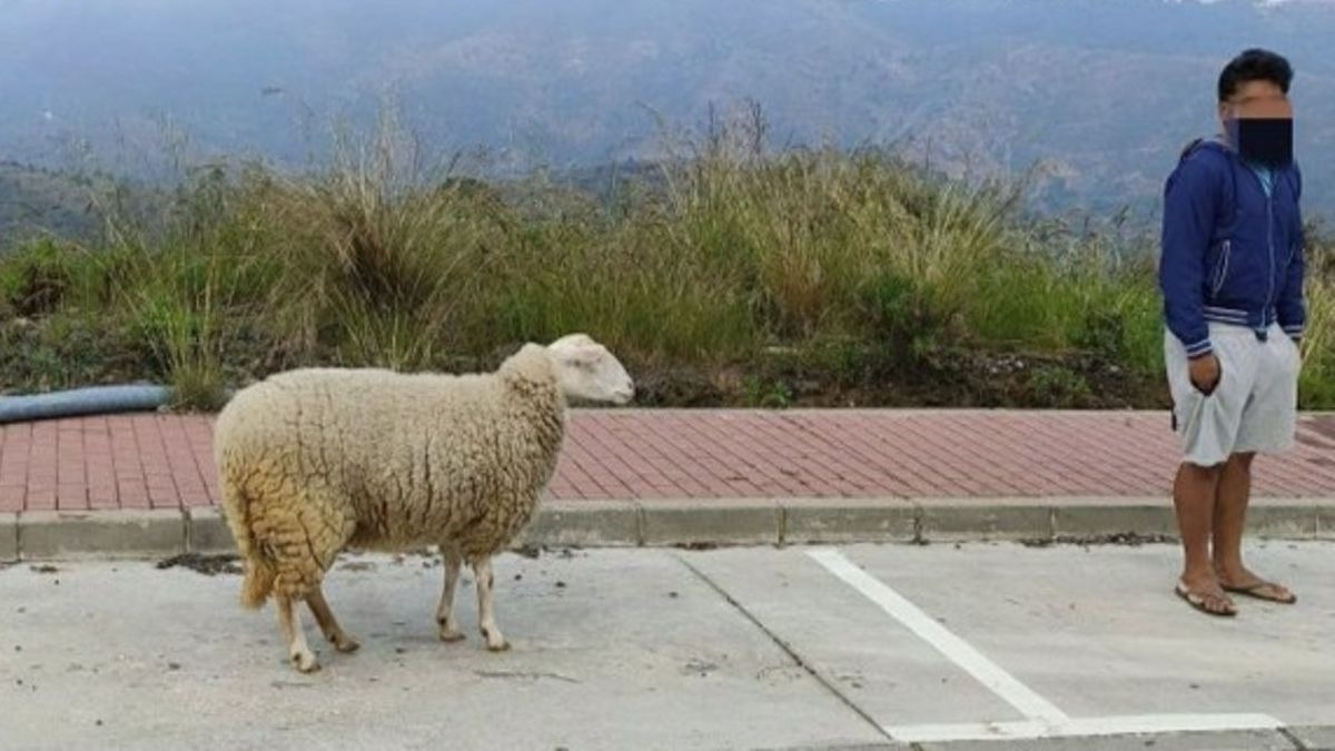 Joven paseando su oveja en Marbella