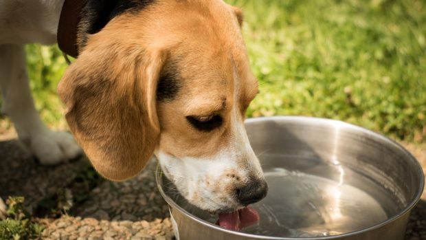 Tipos de agua para tu perro