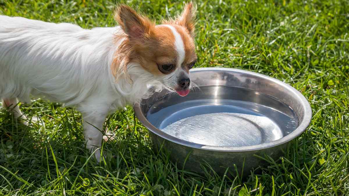 ¿Qué agua debe beber mi perro?