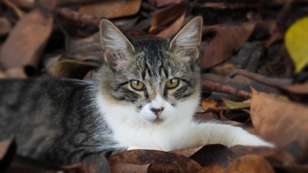 Gato y coronavirus