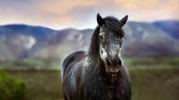 Cursiosidades del caballo