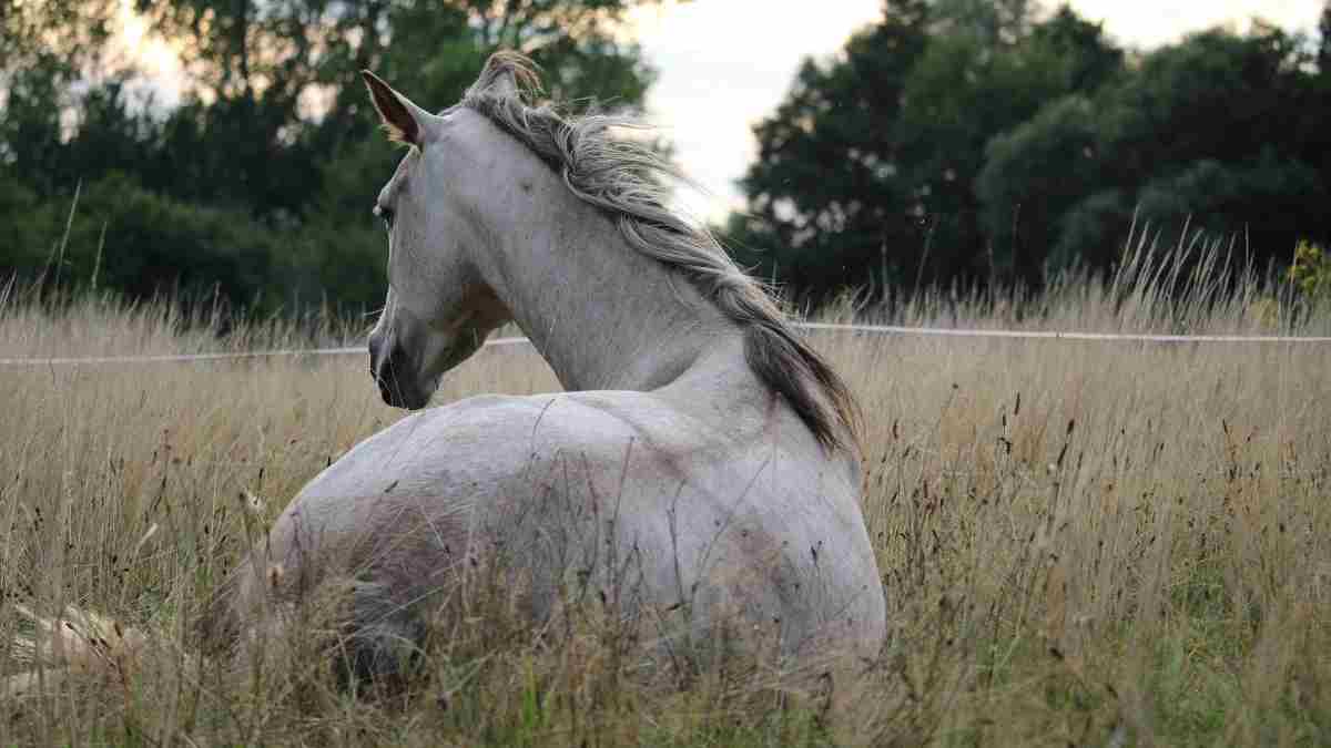 Problemas de artritis en caballos