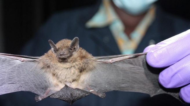 Sanidad confirma que los murciélagos son el origen reservorio del coronavirus