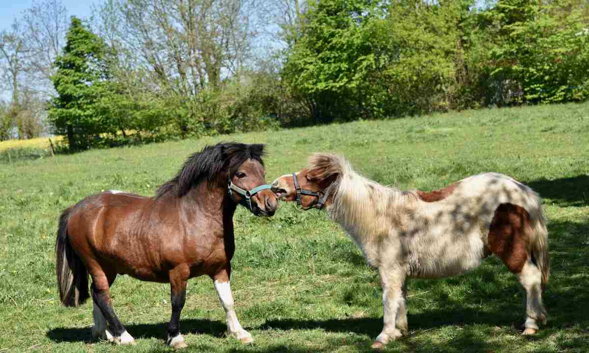 ¿Cómo son los caballos pequeños?