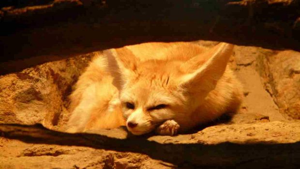 El zorro Fennec