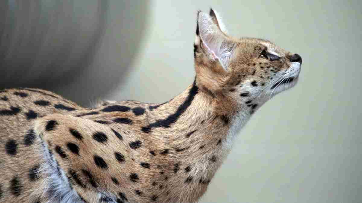 Serval, Animales salvajes poco conocidos