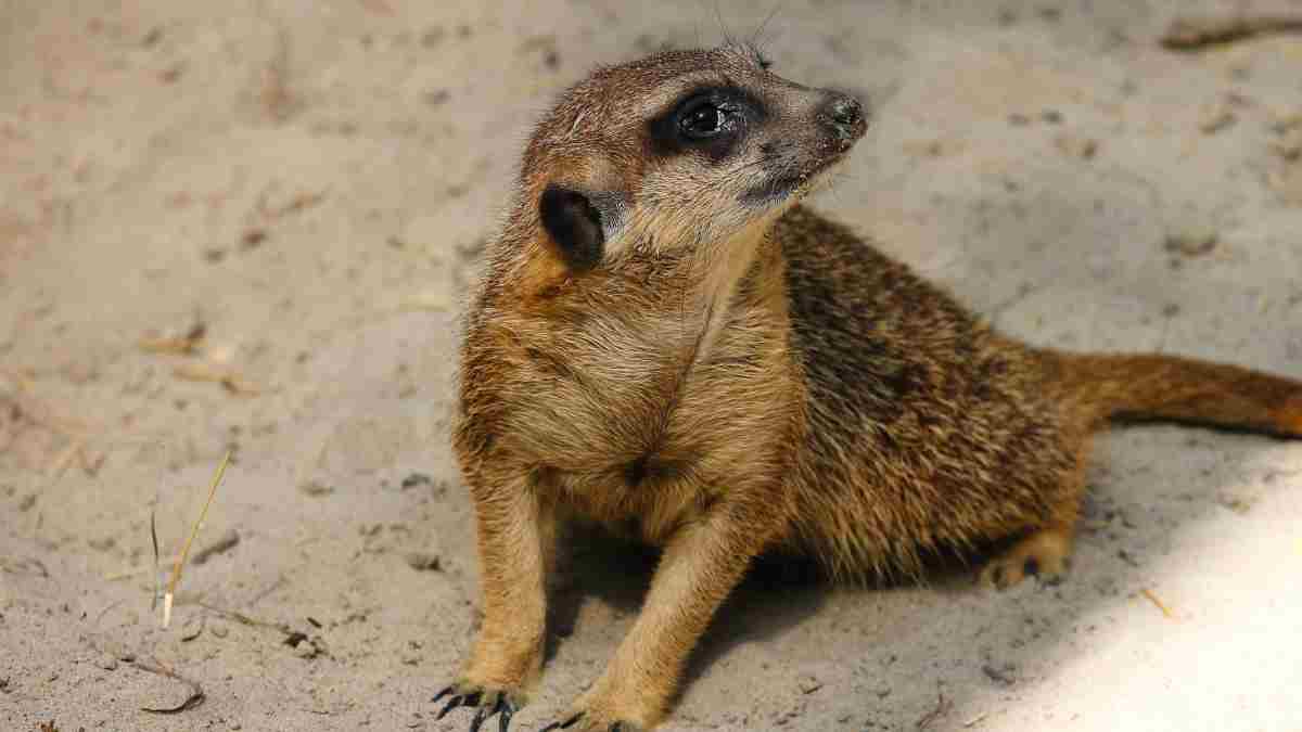 ¿Cómo es la mangosta?