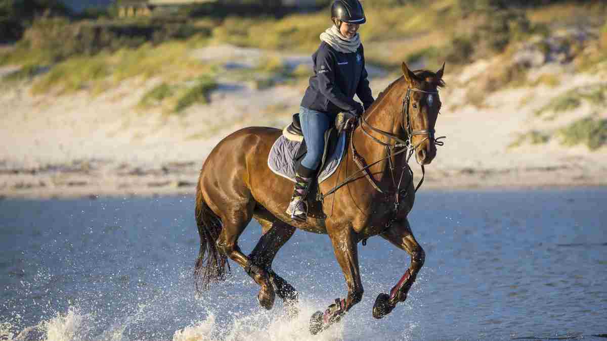 Seguro para caballos