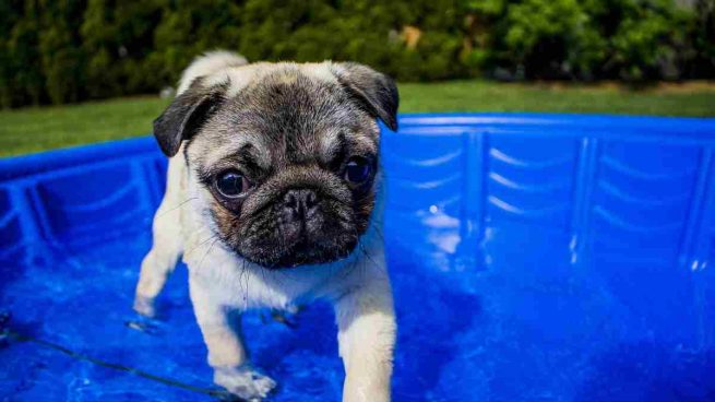 Cómo elegir la mejor piscina para tu perro?