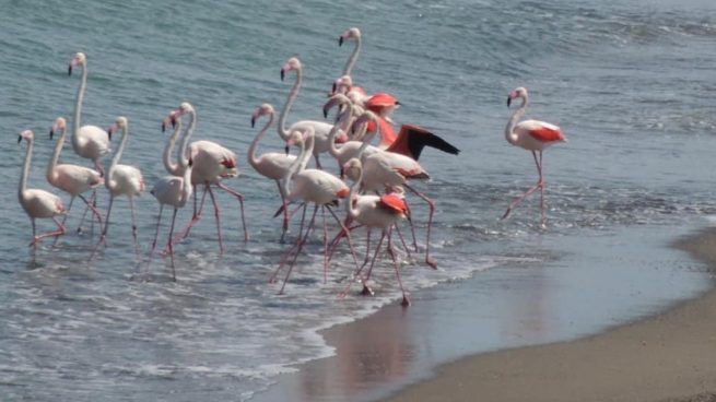 Las mejores playas y calas para desconectar en Málaga