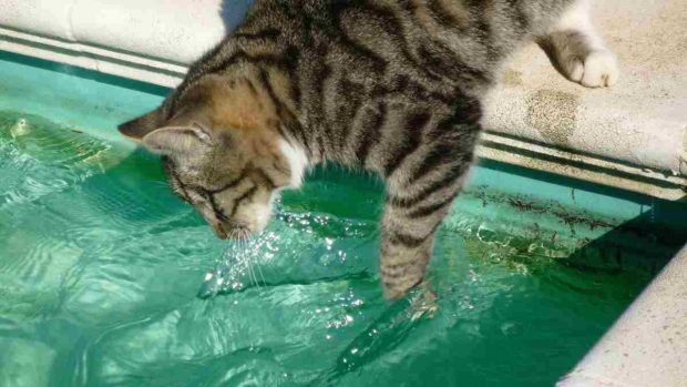 pueden los gatos y los perros comer mariscos