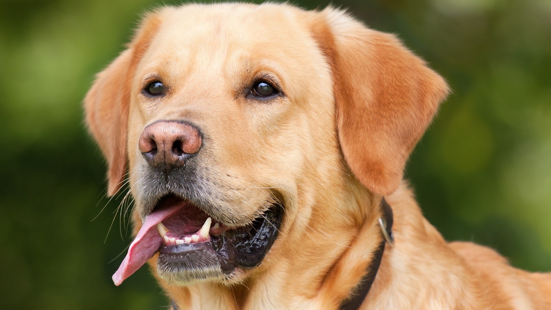 Los científicos lo aclaran: el motivo por el que tu perro labrador siempre tiene hambre