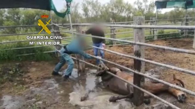 La Guardia Civil rescata a un caballo que había quedado atrapado en Doñana