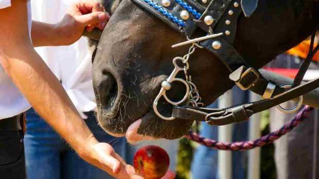 ¿Puedo dar comida casera a mi caballo?