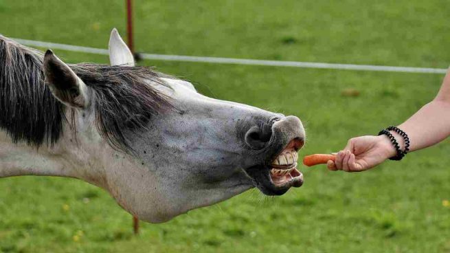 Comida casera para caballo