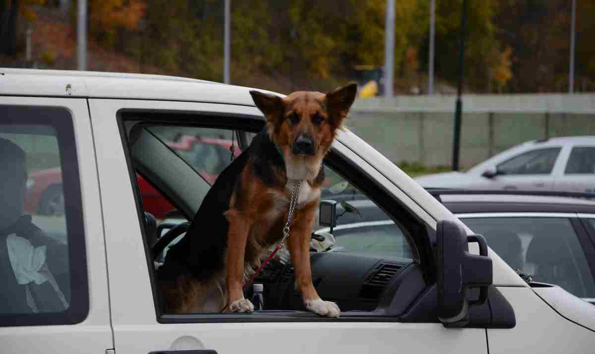 Viajar con mascotas coronavirus