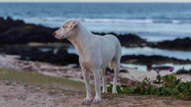 Animales durante la cuarentena del coronavirus